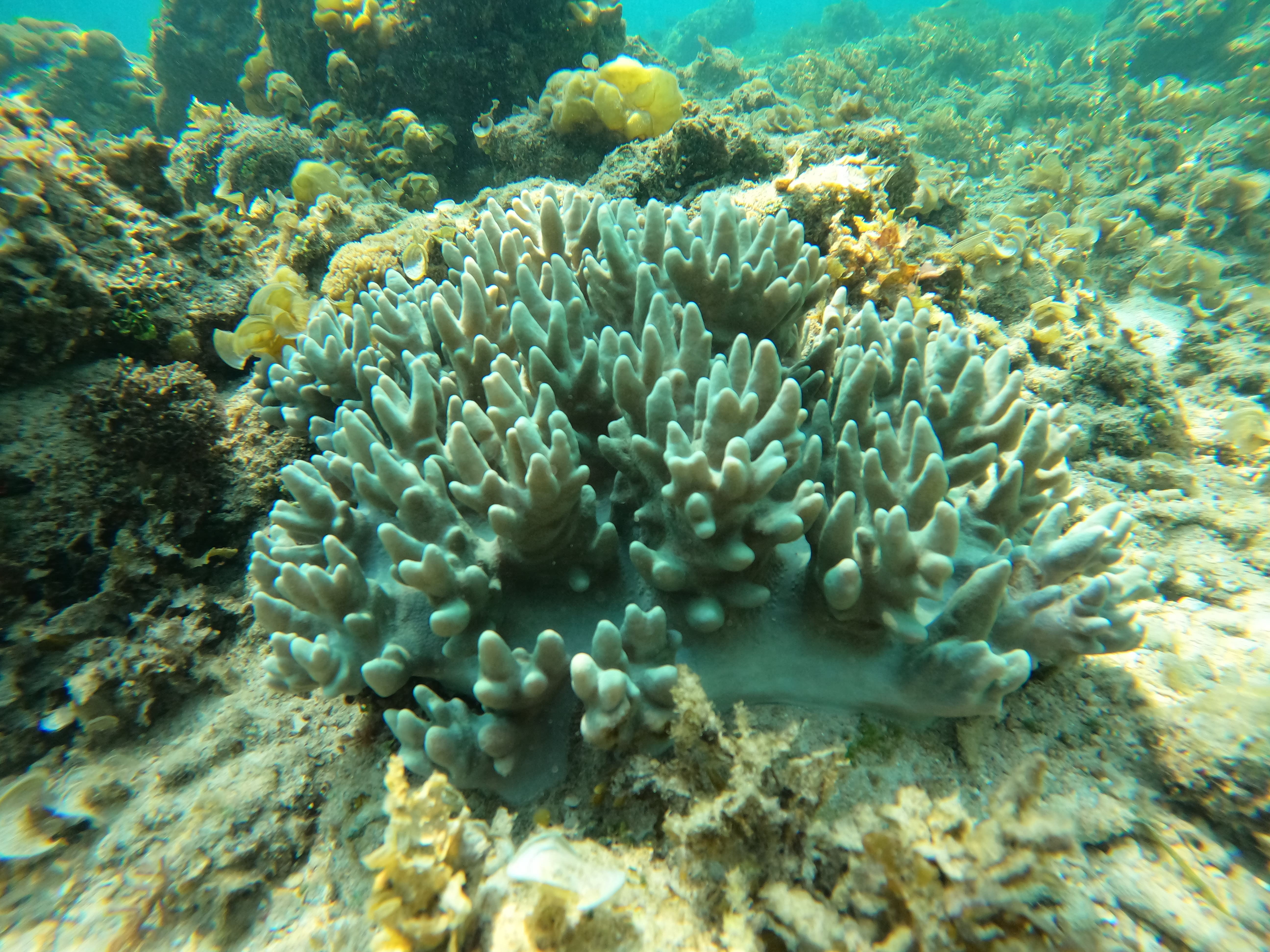 Teluk Kupang