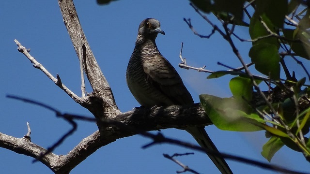 <div>Jenis-Jenis fauna yang ditemukan dalam kawasan ini adalah:&nbsp;</div><ol><li>Rusa Timor (<em>Russa timorensis</em>),&nbsp;</li><li>Komodo (<em>Varanus komodoensis</em>),&nbsp;</li><li>Monyet Ekor Panjang (<em>Macaca fascicularis</em>),&nbsp;</li><li>Biawak Salvator (<em>Varanus salvator</em>),&nbsp;</li><li>Babi Hutan (<em>Sus vitatus</em>),&nbsp;</li><li>Ayam Hutan (<em>Gallus gallus</em>),&nbsp;</li></ol><div>Serta berbagai jenis burung yaitu:</div><ol><li>Nuri (<em>Lorius domicella</em>),&nbsp;</li><li>Beo Flores (<em>Gracula religiosa</em>),&nbsp;</li><li>Burung Puyuh (<em>Turnix suscitator</em>), dan&nbsp;</li><li>Perkici Dada Kuning (<em>Trichoglosus haematodus</em>).</li></ol>